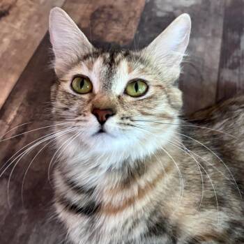 Robin -  Domestic Medium Hair Cat for Adoption in Tempe, Arizona - Robin | PetCurious