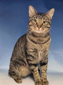 Rescue Domestic Short Hair Cats for Adoption in Fort Worth, Texas - Crouton | PetCurious