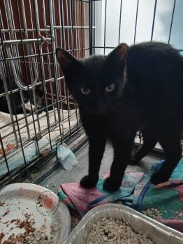 Guava -  Domestic Short Hair Cat for Adoption - Guava | PetCurious
