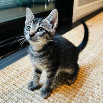 Harley -  Domestic Short Hair Cat for Adoption in Houston, Texas - Harley | PetCurious