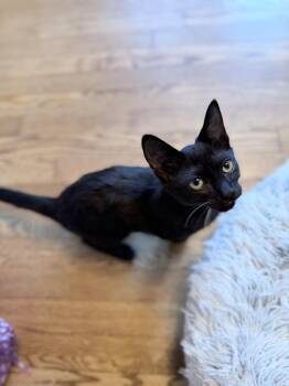 Nera -  Domestic Short Hair Cat for Adoption in Ferndale, Michigan - Nera | PetCurious
