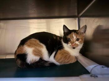 Domestic Short Hair Cats Available for Adoption in Effingham, Illinois - Lucia | PetCurious