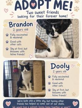 Brandon & Dooly-Pet Valu Brampton -  Domestic Short Hair Cat for Adoption in Mississauga, Ontario - Brandon & Dooly-Pet Valu Brampton | PetCurious