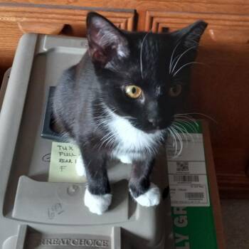 Escape — The Little Adventurer Who Started It All - Courtesy Lis -  Tuxedo Cat for Adoption in Prescott, Arizona - Escape — The Little Adventurer Who Started It All - Courtesy Lis | PetCurious