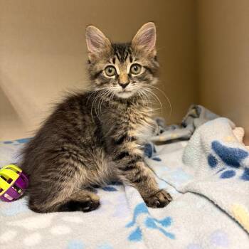 Furby -  Domestic Short Hair Cat for Adoption in San Antonio, Texas - Furby | PetCurious