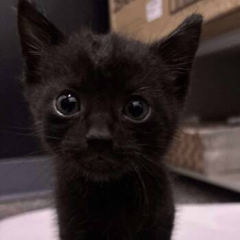 Rescue Domestic Short Hair Cats for Adoption in Wichita, Kansas - Opal | PetCurious