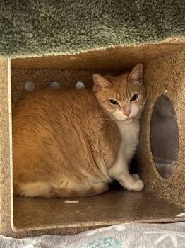 Summer -  Domestic Short Hair Cat for Adoption in Raleigh, North Carolina - Summer | PetCurious