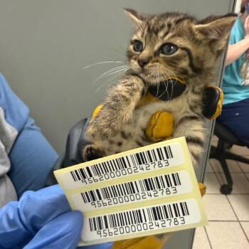 Fillmore -  Domestic Medium Hair Cat for Adoption in Charleston, West Virginia - Fillmore | PetCurious