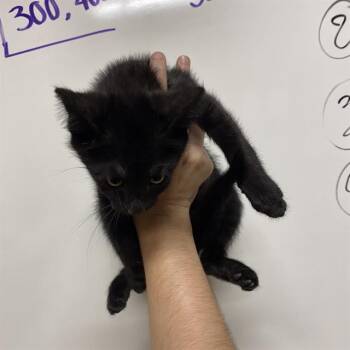 A611278 -  Domestic Short Hair Cat for Adoption in Modesto, California - A611278 | PetCurious
