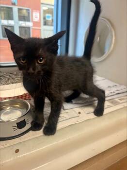 HALLIE -  Domestic Short Hair Cat for Adoption in San Jose, California - HALLIE | PetCurious