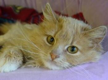 Domestic Long Hair and Tabby Cats Available for Adoption in Butte, Montana - McKenzie | PetCurious
