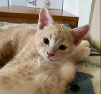 Blondie Pie -  Tabby and Domestic Short Hair Cat for Adoption in Chandler, Arizona - Blondie Pie | PetCurious