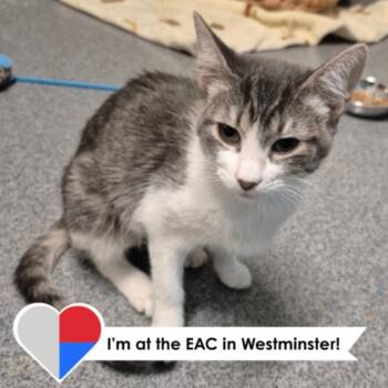 Rescue Domestic Short Hair Cats for Adoption in Fort Collins, Colorado - Pixie | PetCurious