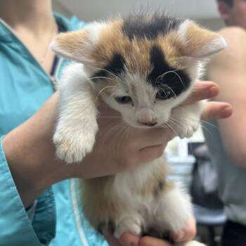 Autumn -  Domestic Short Hair Cat for Adoption in Lewisburg, West Virginia - Autumn | PetCurious