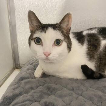 Jupiter -  Domestic Short Hair Cat for Adoption in Binghamton, New York - Jupiter | PetCurious