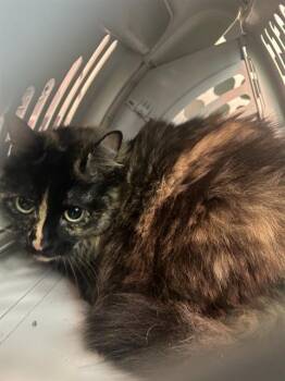 GINGER -  Domestic Long Hair Cat for Adoption in Palmetto, Florida - GINGER | PetCurious