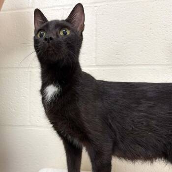 October -  Domestic Short Hair Cat for Adoption in Lyndhurst, Virginia - October | PetCurious