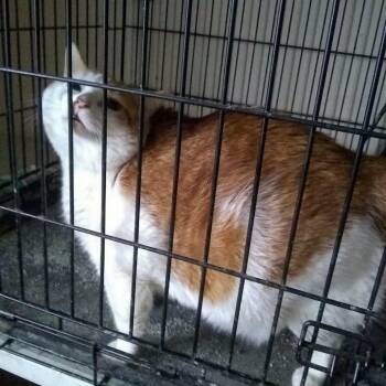 Fig -  Domestic Short Hair Cat for Adoption in Rochester, Minnesota - Fig | PetCurious