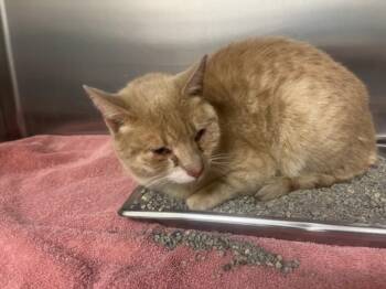 Domestic Short Hair Cats Available for Adoption - MARCIA | PetCurious