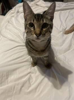 Domestic Short Hair Cats Available for Adoption - LOKI GONZALEZ | PetCurious