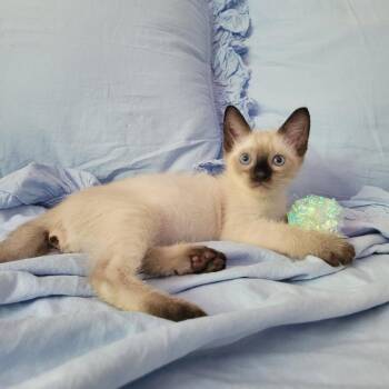 Cowboy -  Siamese and Domestic Medium Hair Cat for Adoption in Costa Mesa, California - Cowboy | PetCurious