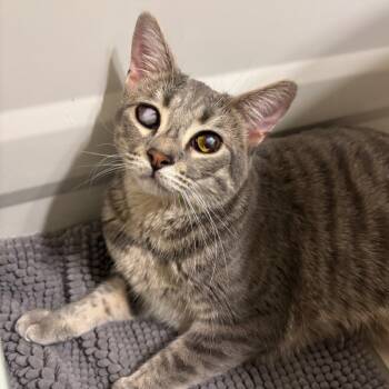 Rescue Domestic Short Hair Cats for Adoption in Orlando, Florida - Delphi | PetCurious