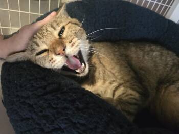 Buddy -  Domestic Short Hair Cat for Adoption in Vancouver, Washington - Buddy | PetCurious