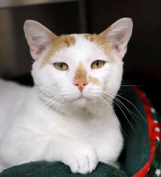 Sam (AO37188) -  Domestic Short Hair Cat for Adoption in Kansas City, Kansas - Sam (AO37188) | PetCurious