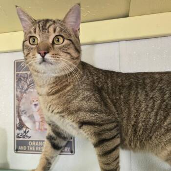 Domestic Short Hair Cats Available for Adoption - Cooper | PetCurious