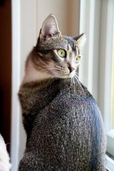 Minna -  Abyssinian and Domestic Short Hair Cat for Adoption - Minna | PetCurious