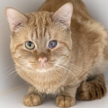 Domestic Short Hair Cats Available for Adoption in Pontiac, Michigan - Webber | PetCurious