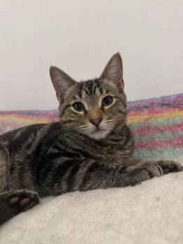 Rescue Tabby Cats for Adoption in New York, New York - Mallard | PetCurious