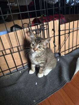 Quintessa -  Domestic Short Hair Cat for Adoption in Orlando, Florida - Quintessa | PetCurious