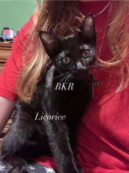 Rescue American Shorthair Cats for Adoption in Charlotte, North Carolina - Licorice Pea | PetCurious