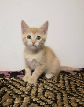 Pumpkin -  Domestic Short Hair Cat for Adoption in Warr Acres, Oklahoma - Pumpkin | PetCurious