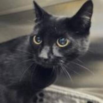 Dexter -  Domestic Short Hair Cat Available for Adoption in Colorado Springs, Colorado - Dexter | PetCurious
