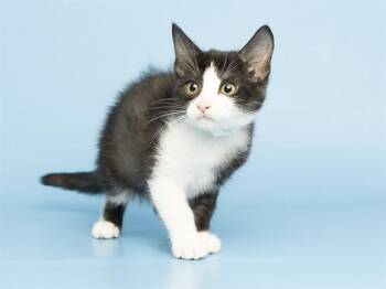 FRED -  Domestic Short Hair Cat for Adoption in Phoenix, Arizona - FRED | PetCurious