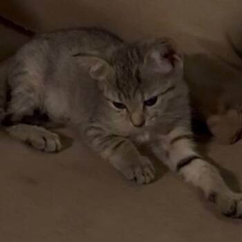 Fiona -  Domestic Short Hair Cat for Adoption in NEW PT RICHEY, Florida - Fiona | PetCurious