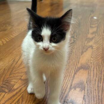 Zebra--In Foster***ADOPTION PENDING*** -  Domestic Short Hair Cat for Adoption in Fargo, North Dakota - Zebra--In Foster***ADOPTION PENDING*** | PetCurious