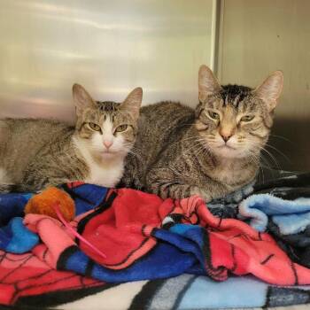 Athena -  Domestic Short Hair Cat for Adoption in Columbia, Missouri - Athena | PetCurious