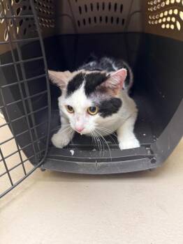 JASPER BOY -  Domestic Short Hair Cat for Adoption in Crossville, Tennessee - JASPER BOY | PetCurious