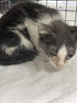 UNCRUSTABLE -  Domestic Medium Hair Cat for Adoption in Las Vegas, Nevada - UNCRUSTABLE | PetCurious