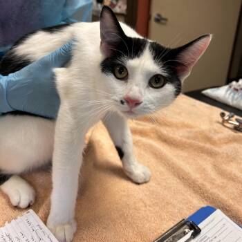 Bellingham -  Domestic Short Hair Cat for Adoption in Flagstaff, Arizona - Bellingham | PetCurious