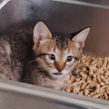 Rescue Domestic Short Hair Cats for Adoption in Livingston, Texas - Tito The Squidge | PetCurious