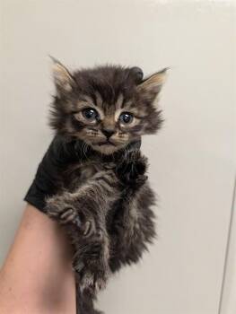 MOCHI - IN FOSTER -  Domestic Medium Hair Cat for Adoption in Ontario, California - MOCHI - IN FOSTER | PetCurious