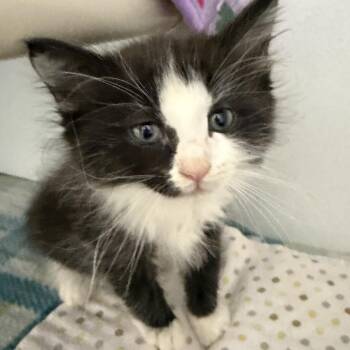 Bentley -  Domestic Medium Hair Cat for Adoption in Franklin, North Carolina - Bentley | PetCurious