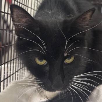 Daphne -  Domestic Short Hair Cat for Adoption in Las Cruces, New Mexico - Daphne | PetCurious