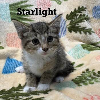 Starlight -  Domestic Short Hair Cat for Adoption in Parkersburg, West Virginia - Starlight | PetCurious