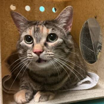 Ophelia -  Domestic Short Hair Cat for Adoption in Pasadena, California - Ophelia | PetCurious