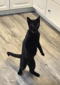 Carter -  Domestic Short Hair Cat for Adoption in Stratford, Ontario - Carter | PetCurious